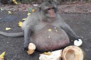 猴子吃豆人 