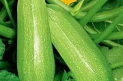 黑料吃瓜网apk普通安装 