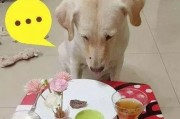 怎么可以吃兔兔 